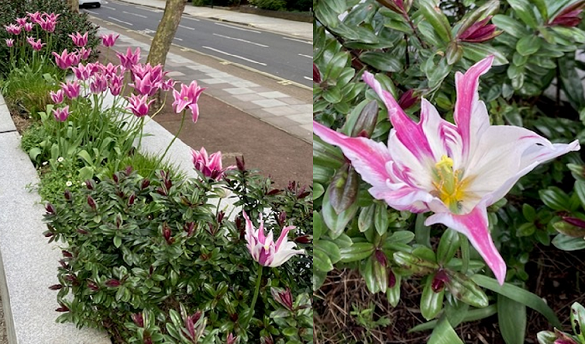 Tulips in bloom outside the DppsVault office